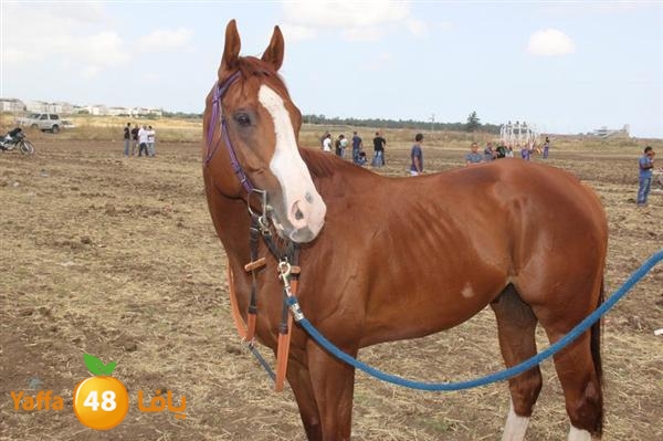 khoyoul lud 0610 (28).JPG